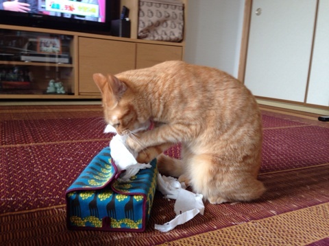 {135515DD-C6B4-4B25-AE82-C5D96F9E2D45:01}