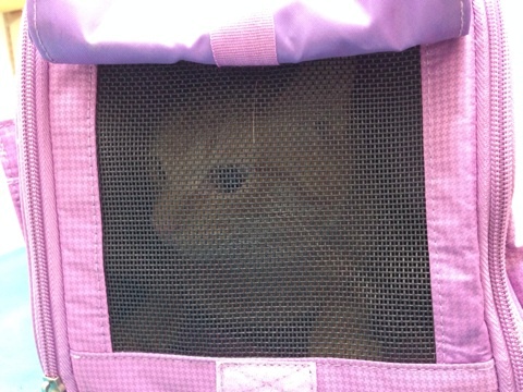 {56B8BCA5-B285-409D-8C52-8361C5500926:01}