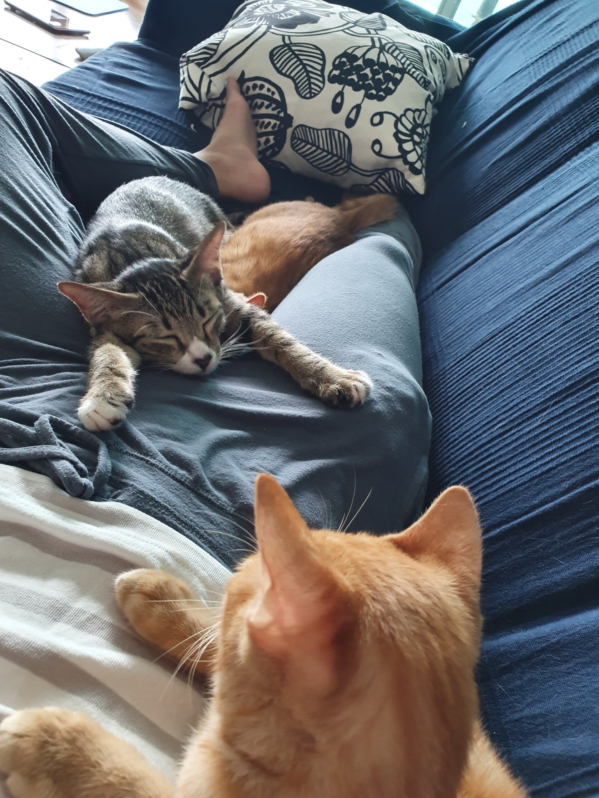 かわいいけど切ない子猫の行動 ねころぐ にゃんごくlife クアラルンプール Powered By ライブドアブログ かわいいけど切ない子猫の行動 ねころぐ にゃんごくlife クアラルンプール Powered By ライブドアブログ