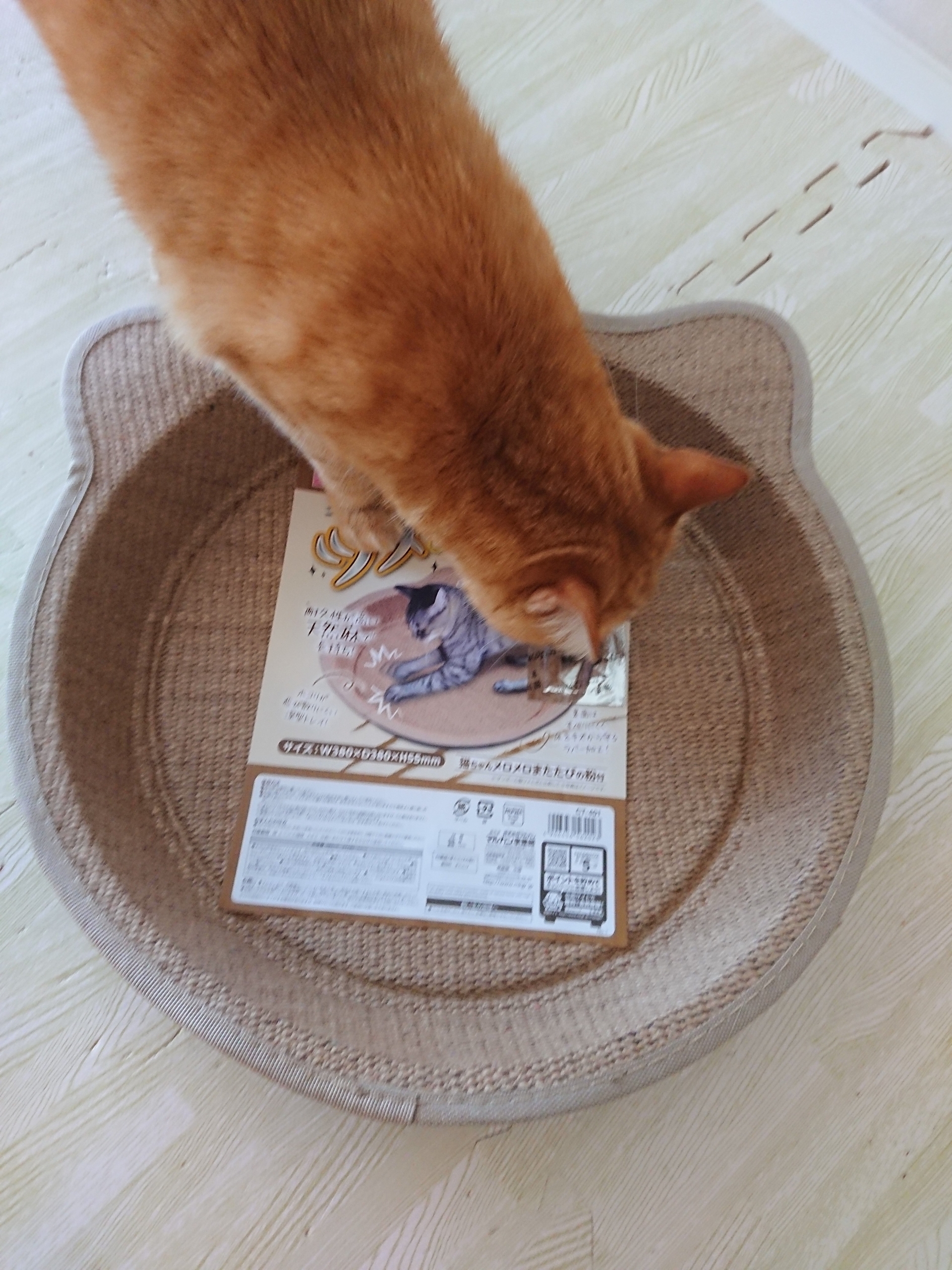 シータさんのお誕生日プレゼントは猫型爪とぎベッド ねころぐ にゃんごくlife クアラルンプール Powered By ライブドアブログ シータさんのお誕生日プレゼントは猫型爪とぎベッド ねころぐ にゃんごくlife クアラルンプール Powered By ライブドアブログ