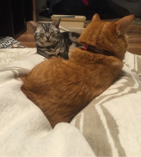 {949E6FD9-DD87-4ACC-BC03-31E927D99EE3:01}