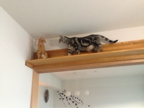 {233E3136-8035-48D2-8316-6F4271A9B75B:01}