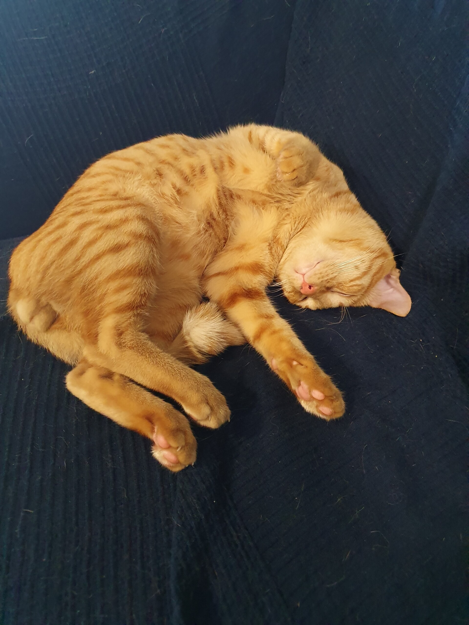 ぱずたんの真似っこするちゃーたん ねころぐ にゃんごくlife クアラルンプール Powered By ライブドアブログ ぱずたんの真似っこするちゃーたん ねころぐ にゃんごくlife クアラルンプール Powered By ライブドアブログ