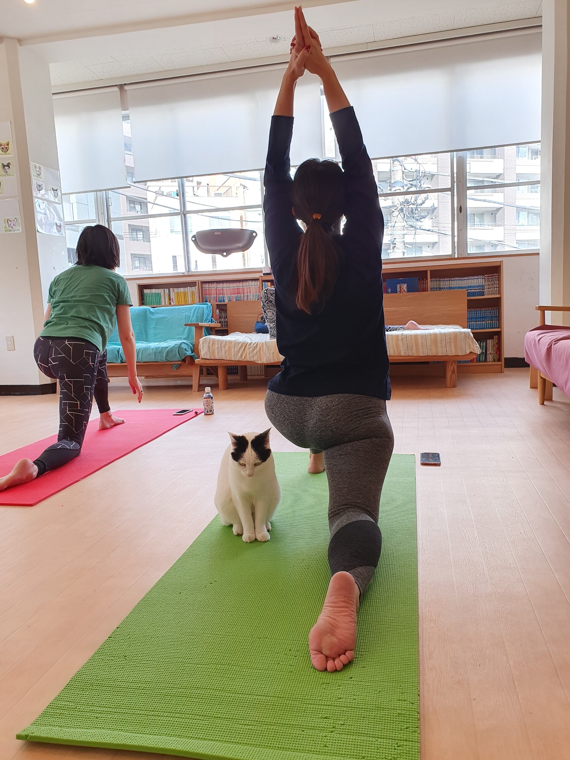 念願の猫ヨガに行ってきた 保護猫カフェ 猫式 ねころぐ にゃんごくlife クアラルンプール Powered By ライブドアブログ