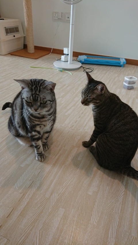 IMG-20181213-WA0009