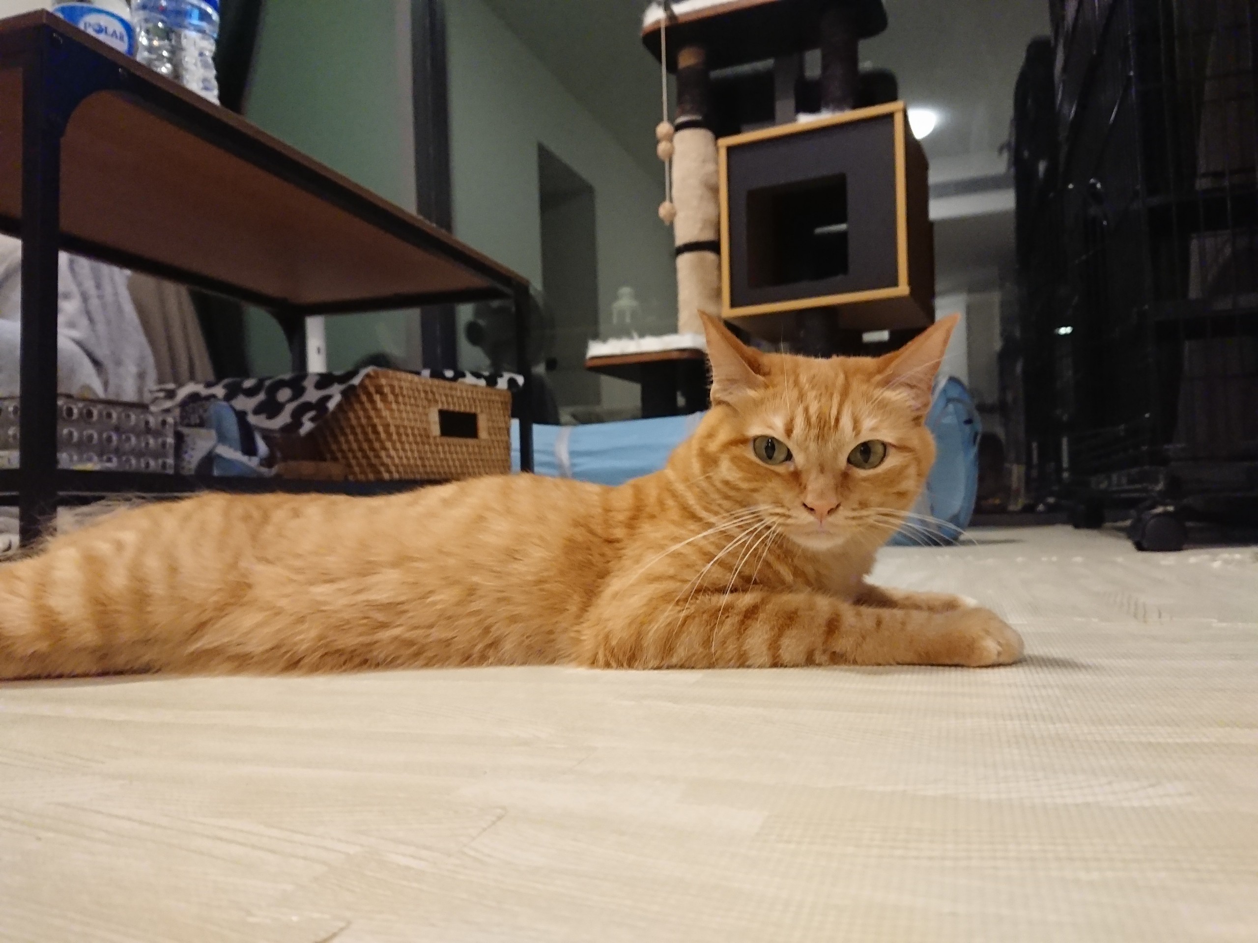 西野カナさんの トリセツ は猫目線の歌だった説に納得 ねころぐ にゃんごくlife クアラルンプール Powered By ライブドアブログ