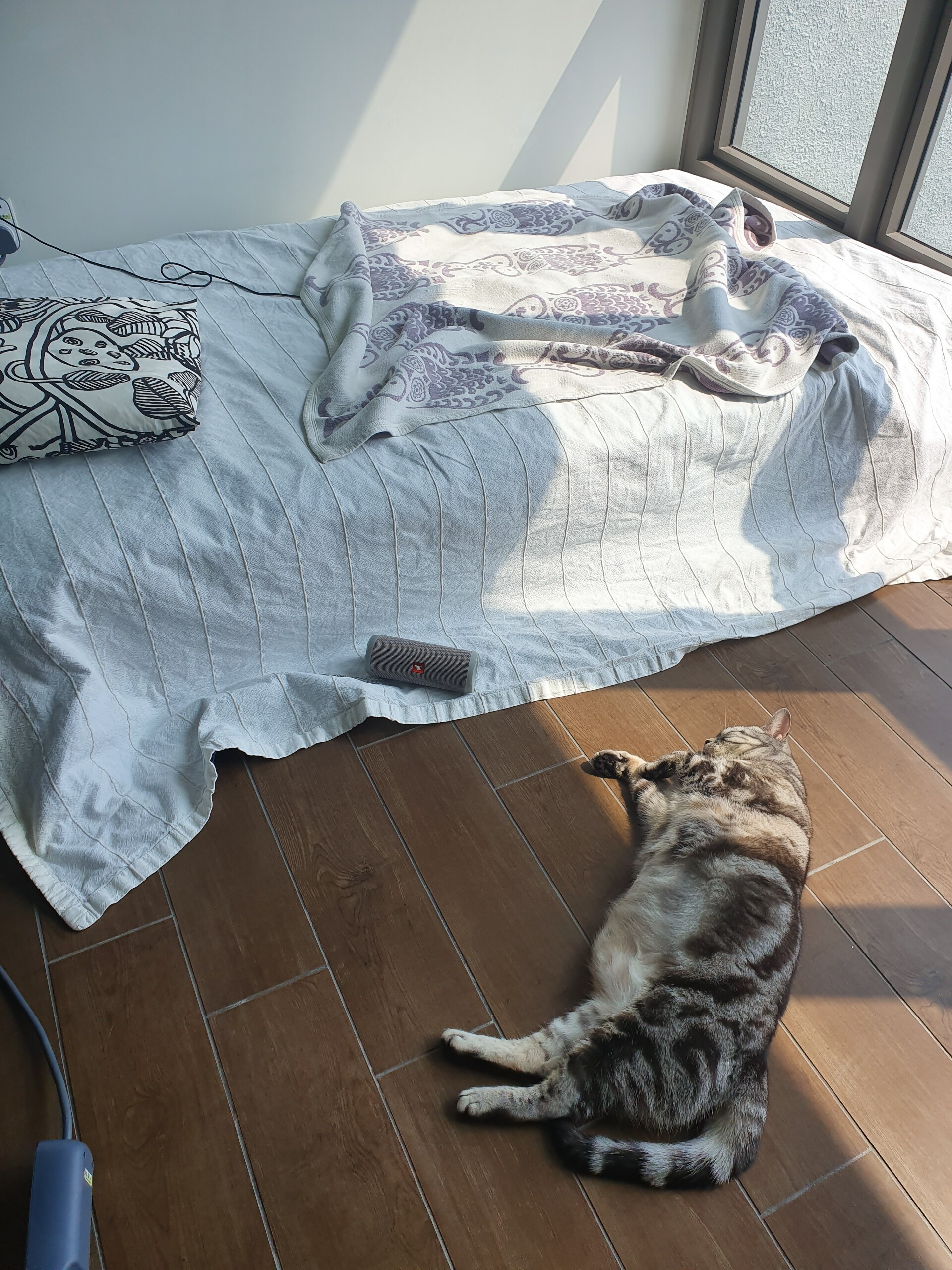 サンルームにマットレスを置いたら快適すぎた。 : ねころぐ ～にゃん 