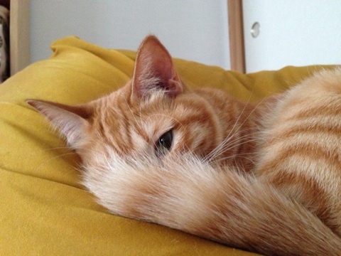 {8AB68478-DA4A-4B22-A7BE-1F401ADE4978:01}