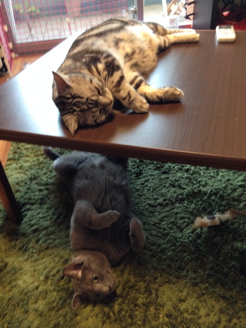 {5F9144C3-2C2A-4BDE-BC5A-018EF2F8EA0B:01}