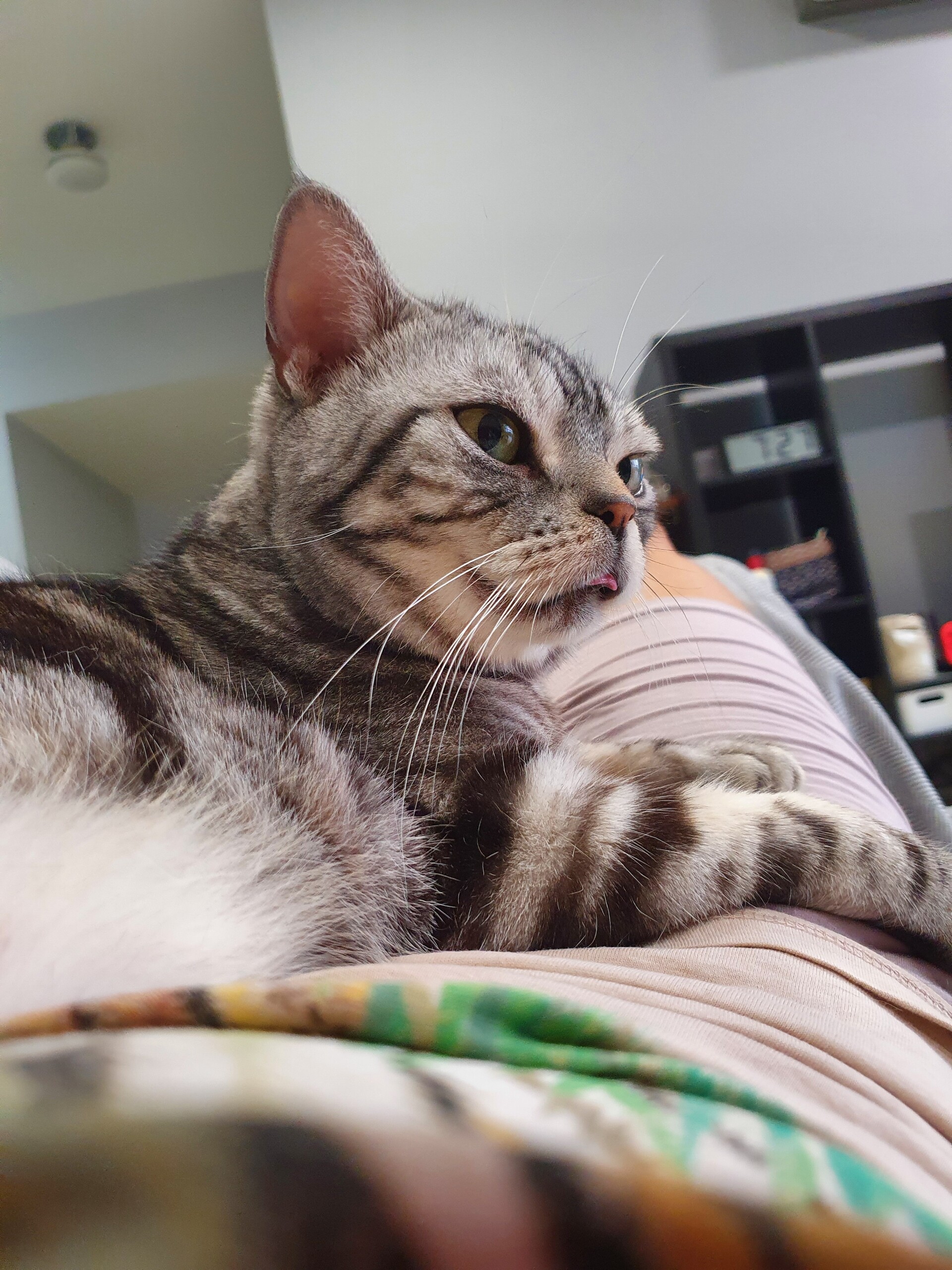 猫ははみ出すとかわいい ねころぐ にゃんごくlife クアラルンプール Powered By ライブドアブログ 猫ははみ出すとかわいい ねころぐ にゃんごくlife クアラルンプール Powered By ライブドアブログ