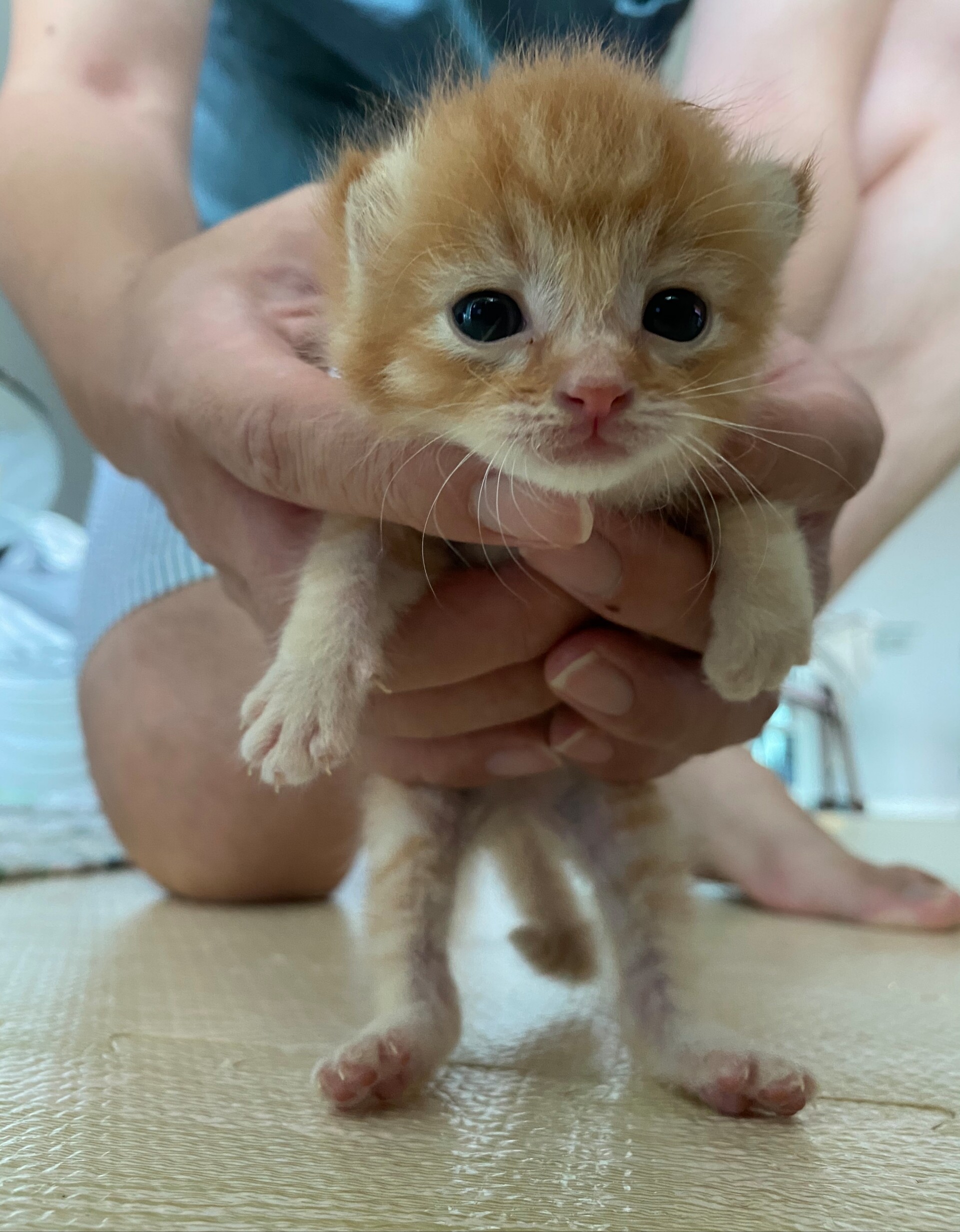 ぴーちゃん て名前はちょっとマズかったので 仮名 もんちゃん に変更しました ねころぐ にゃんごくlife クアラルンプール Powered By ライブドアブログ ぴーちゃん て名前はちょっとマズかったので 仮名 もんちゃん に変更しました ねころぐ にゃんごくlife クアラルンプール Powered By ライブドアブログ