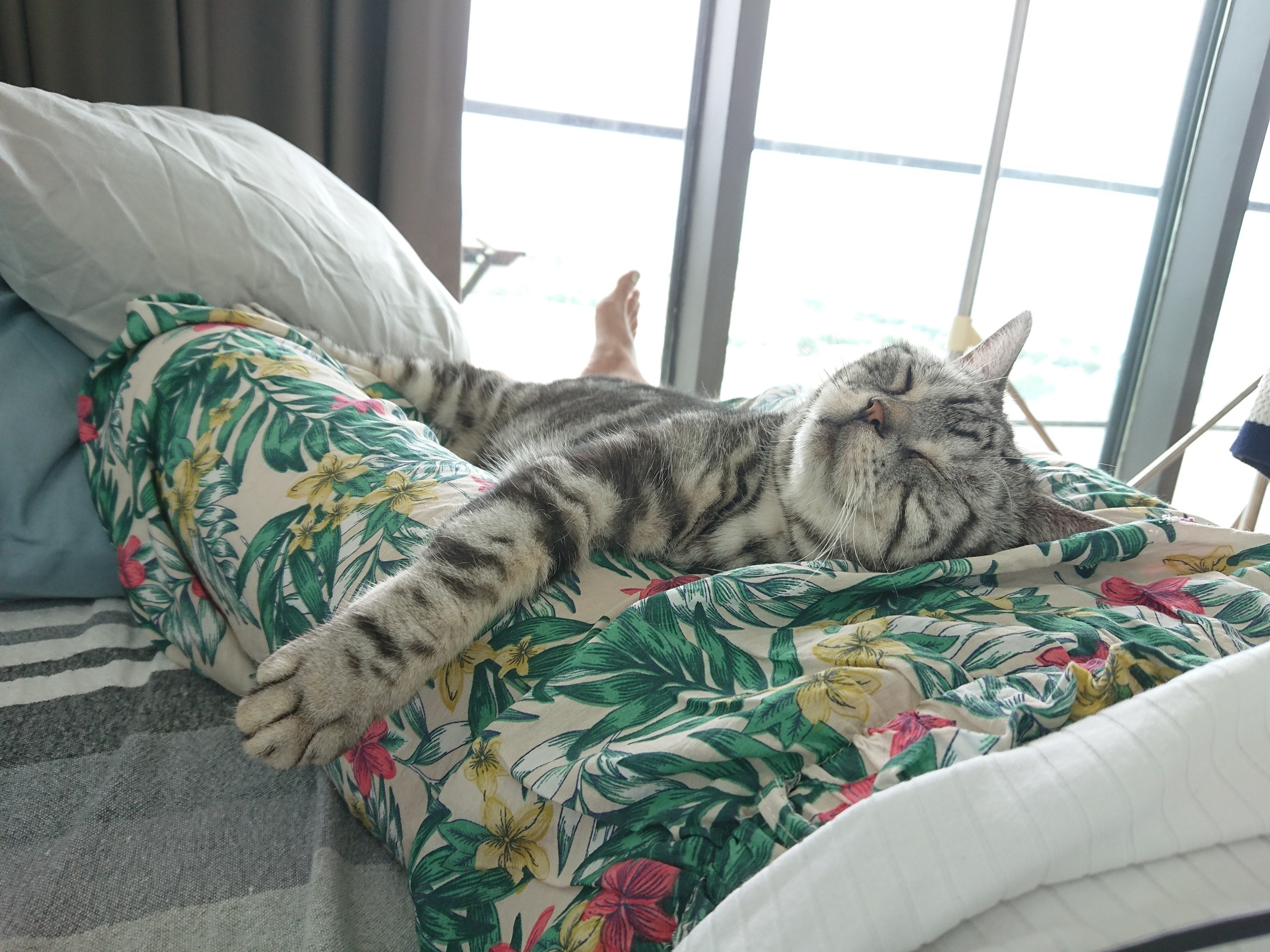 お腹の上でごろにゃんなスーパーかわいいぱずたん ねころぐ にゃんごくlife クアラルンプール Powered By ライブドアブログ お腹の上でごろにゃんなスーパーかわいいぱずたん ねころぐ にゃんごくlife クアラルンプール Powered By ライブドアブログ