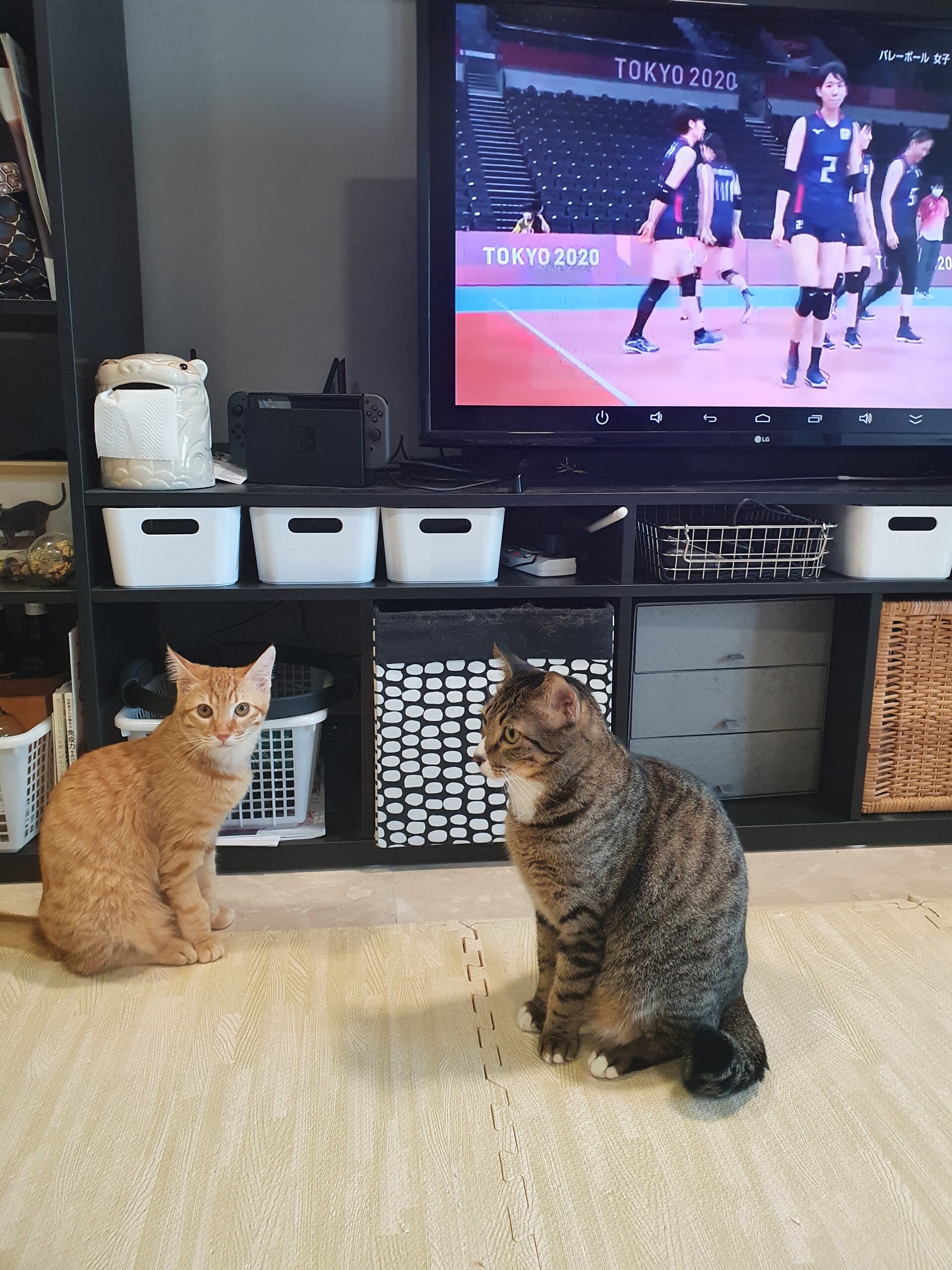 オリンピック観戦に忙しい飼い主と猫 ねころぐ にゃんごくlife クアラルンプール Powered By ライブドアブログ