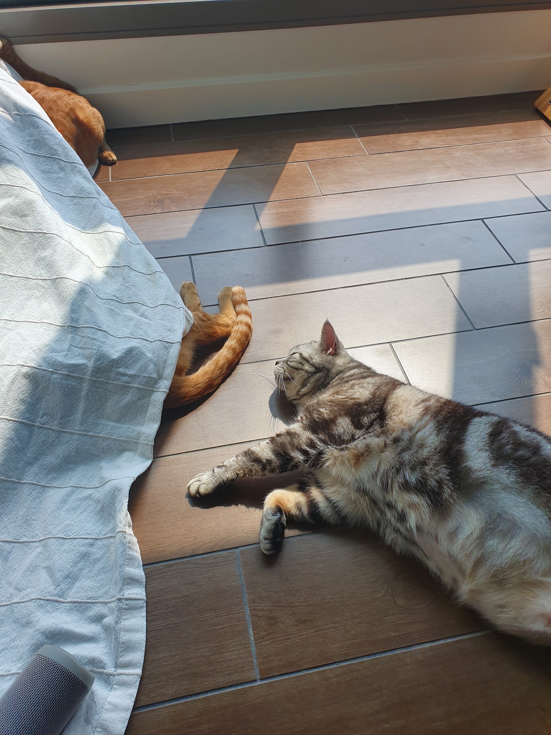 サンルームにマットレスを置いたら快適すぎた。 : ねころぐ ～にゃん 