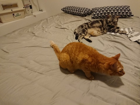 [画像:cd5023e0-s.jpg]