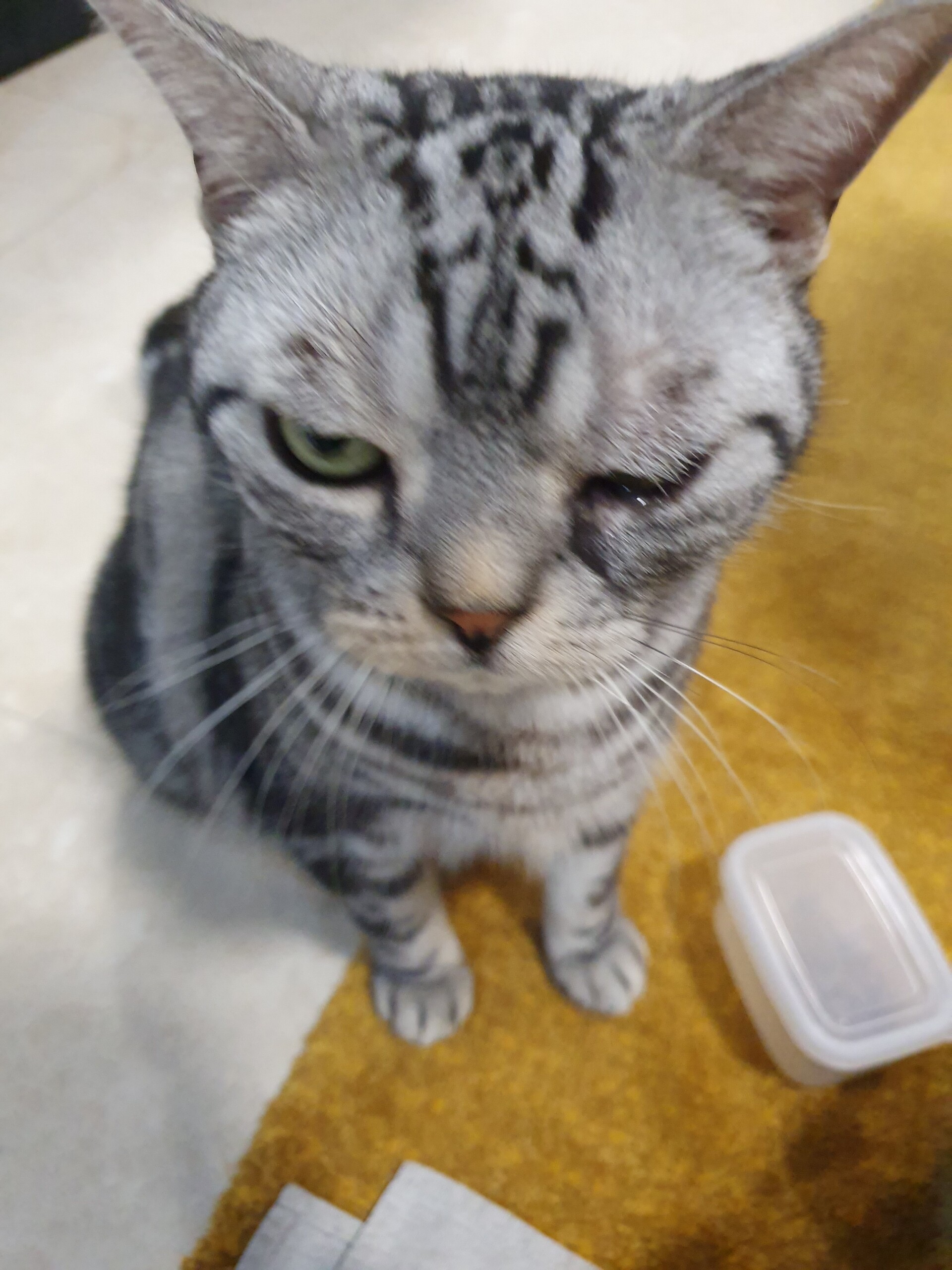 ぱずたん おめめの調子が悪くてklで初病院 ねころぐ にゃんごくlife クアラルンプール Powered By ライブドアブログ