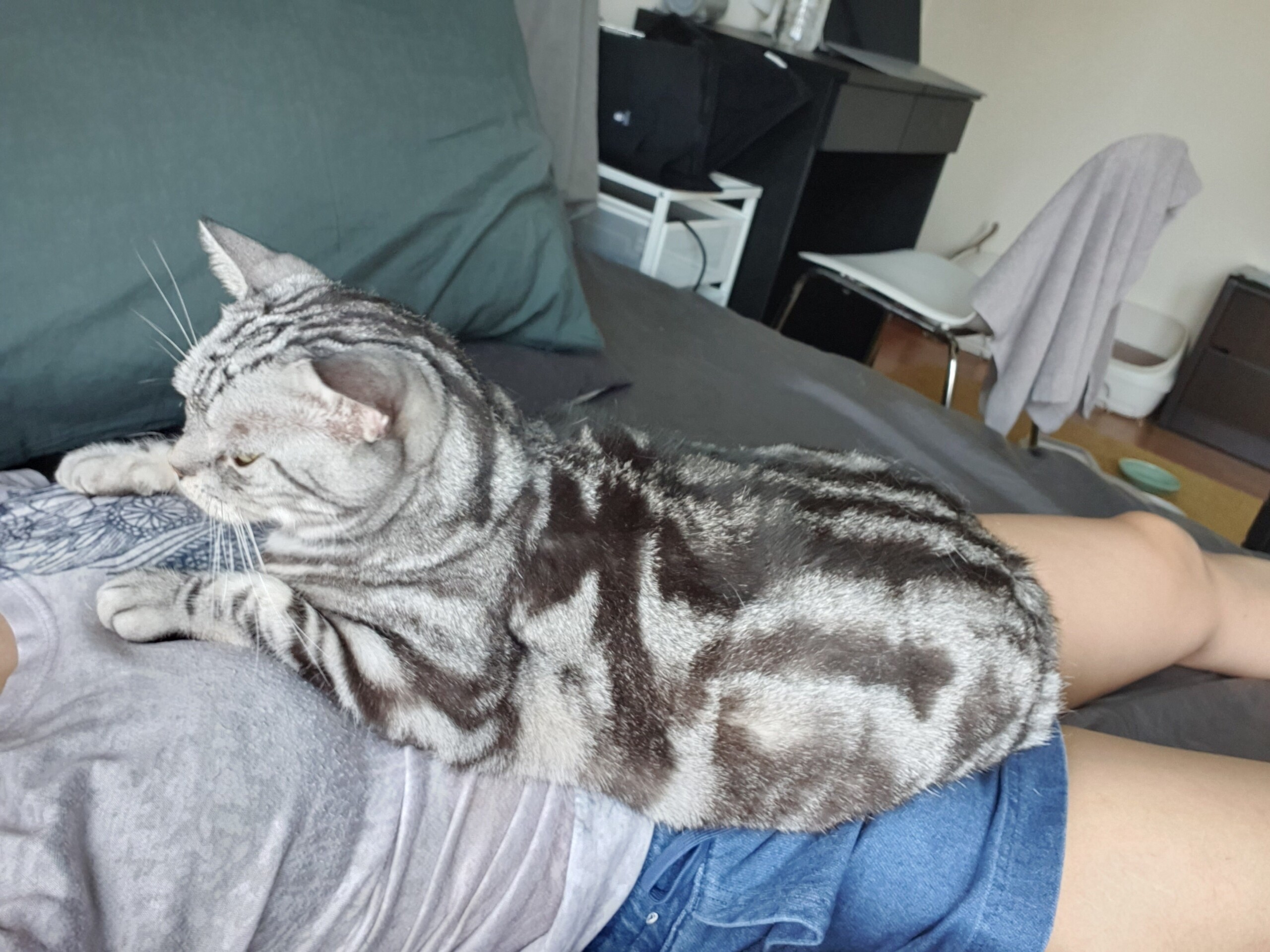 猫部屋 できました ねころぐ にゃんごくlife クアラルンプール Powered By ライブドアブログ