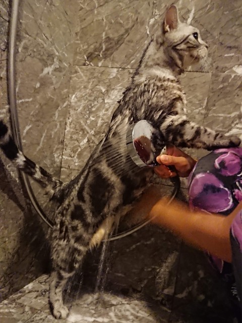 18-08-24-08-59-11-434_deco