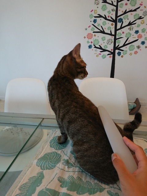 DSCPDC_0003_BURST20180411133724043_COVER