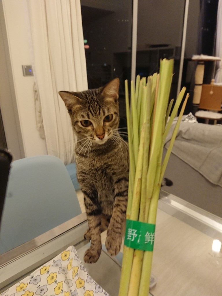 ハクはレモングラス好き ねころぐ にゃんごくlife クアラルンプール Powered By ライブドアブログ