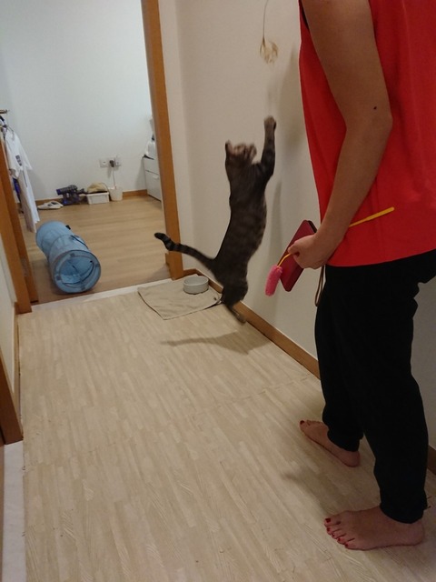 line_115741668985690