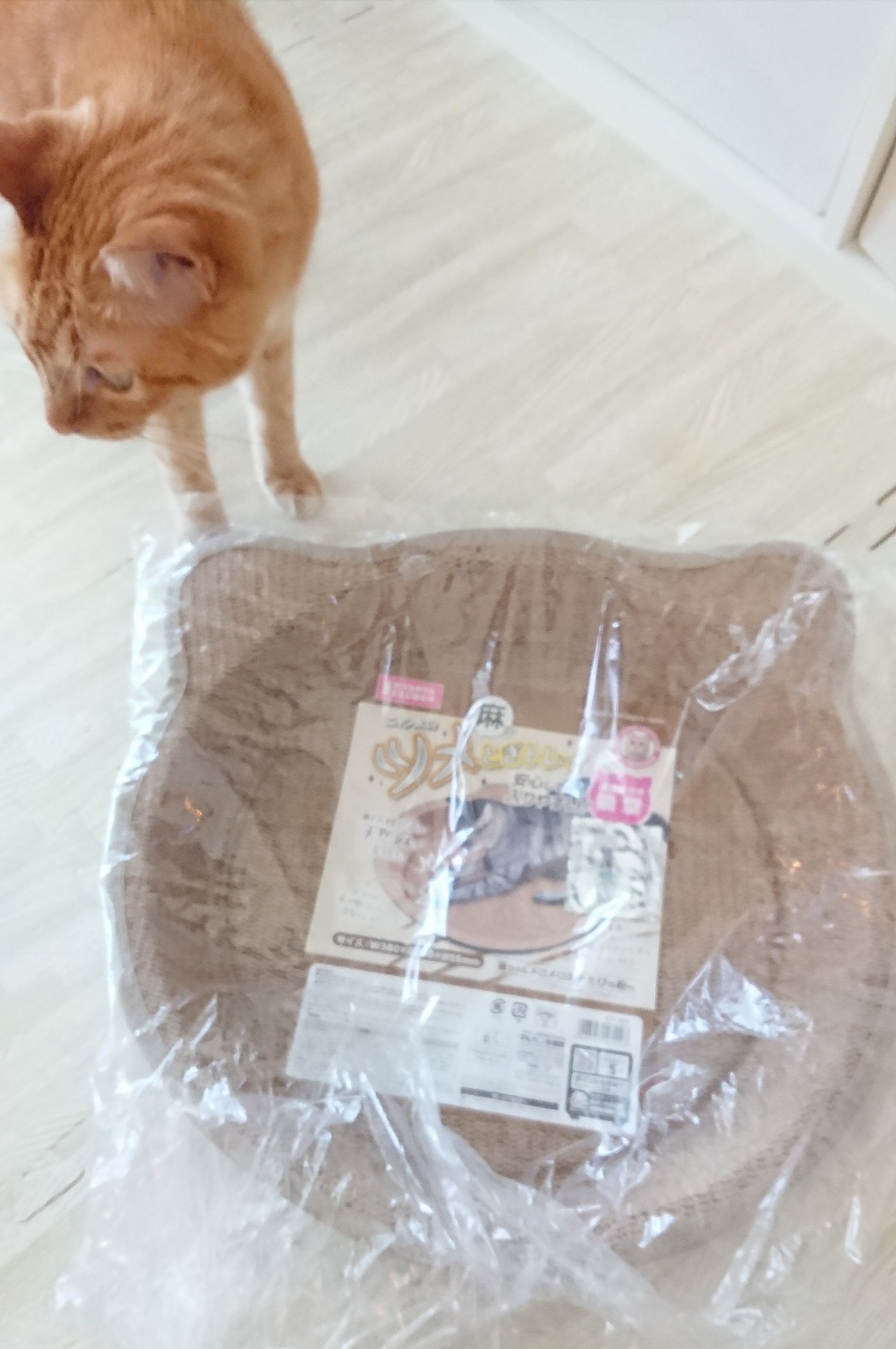 シータさんのお誕生日プレゼントは猫型爪とぎベッド ねころぐ にゃんごくlife クアラルンプール Powered By ライブドアブログ シータさんのお誕生日プレゼントは猫型爪とぎベッド ねころぐ にゃんごくlife クアラルンプール Powered By ライブドアブログ