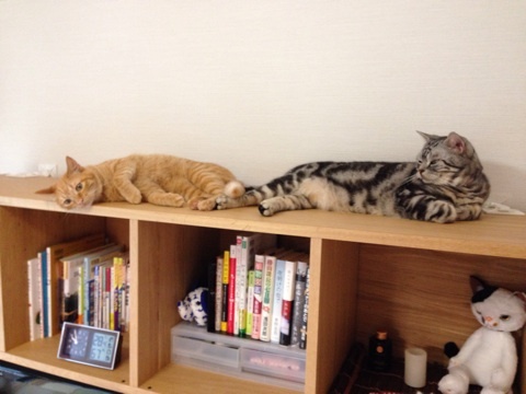 {35A1A502-F452-4498-A06D-C26C3F6F3E1F:01}