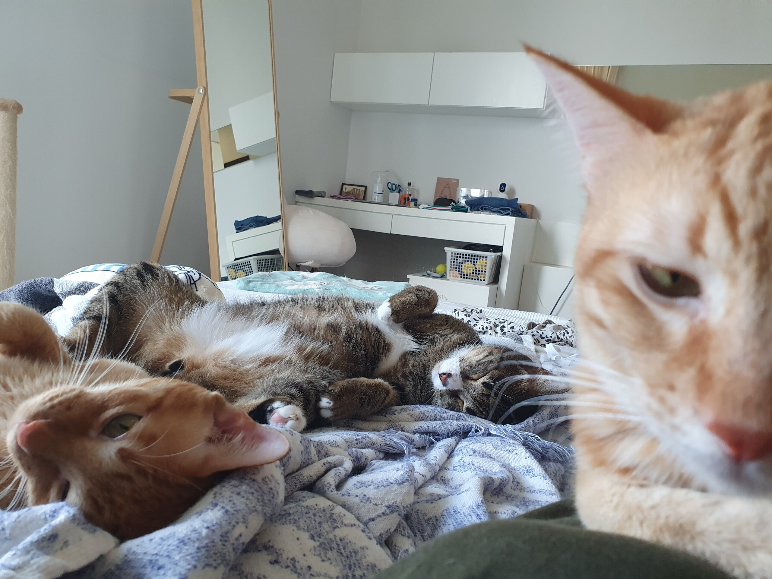 もんちゃんは偉そう ねころぐ にゃんごくlife クアラルンプール Powered By ライブドアブログ