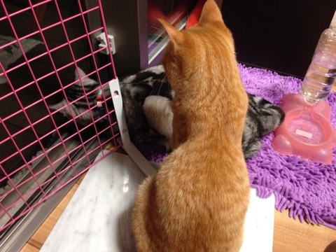 {A878503A-2D1B-4C21-80F8-7F5E4805859D:01}