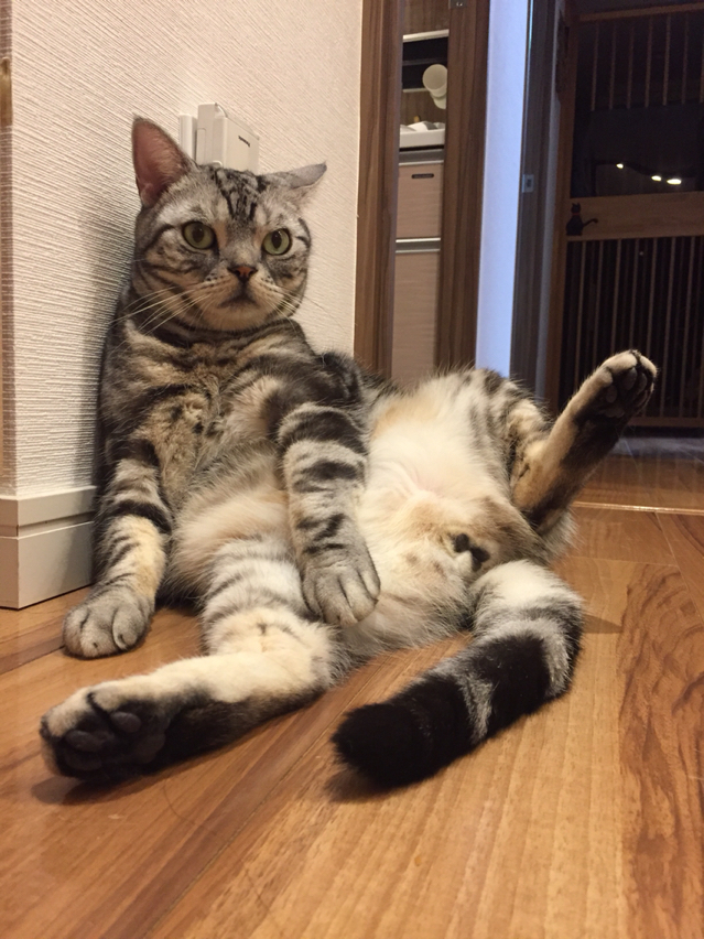 猫の基本姿勢 ねころぐ にゃんごくlife クアラルンプール Powered By ライブドアブログ 猫の基本姿勢 ねころぐ にゃんごくlife クアラルンプール Powered By ライブドアブログ
