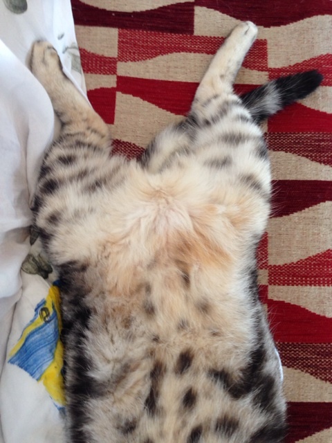 {889E8274-CE8B-4266-B90E-2E248A1751E5:01}