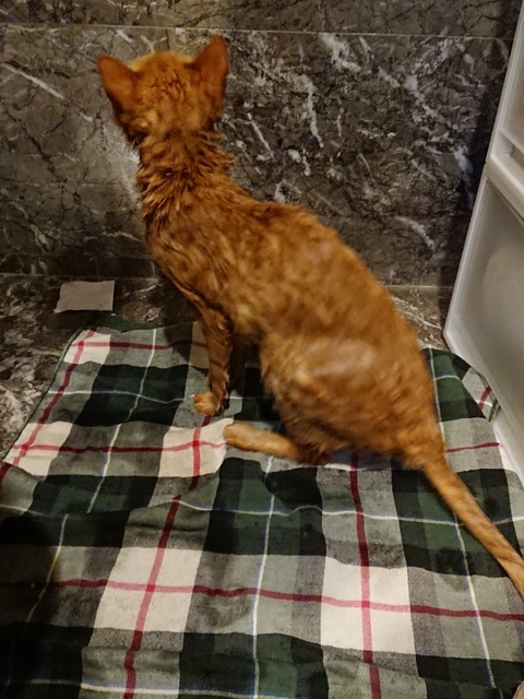 18-08-24-08-52-32-627_deco