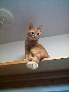 {682072C0-C8C5-4373-AF03-3AF7AF913C92}