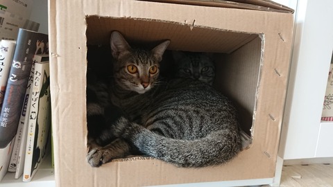 IMG-20181215-WA0013