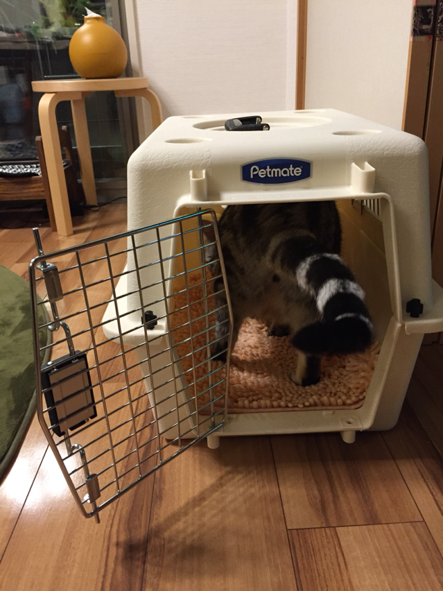 バリケンネルのハードキャリーを買いました ねころぐ にゃんごくlife クアラルンプール Powered By ライブドアブログ