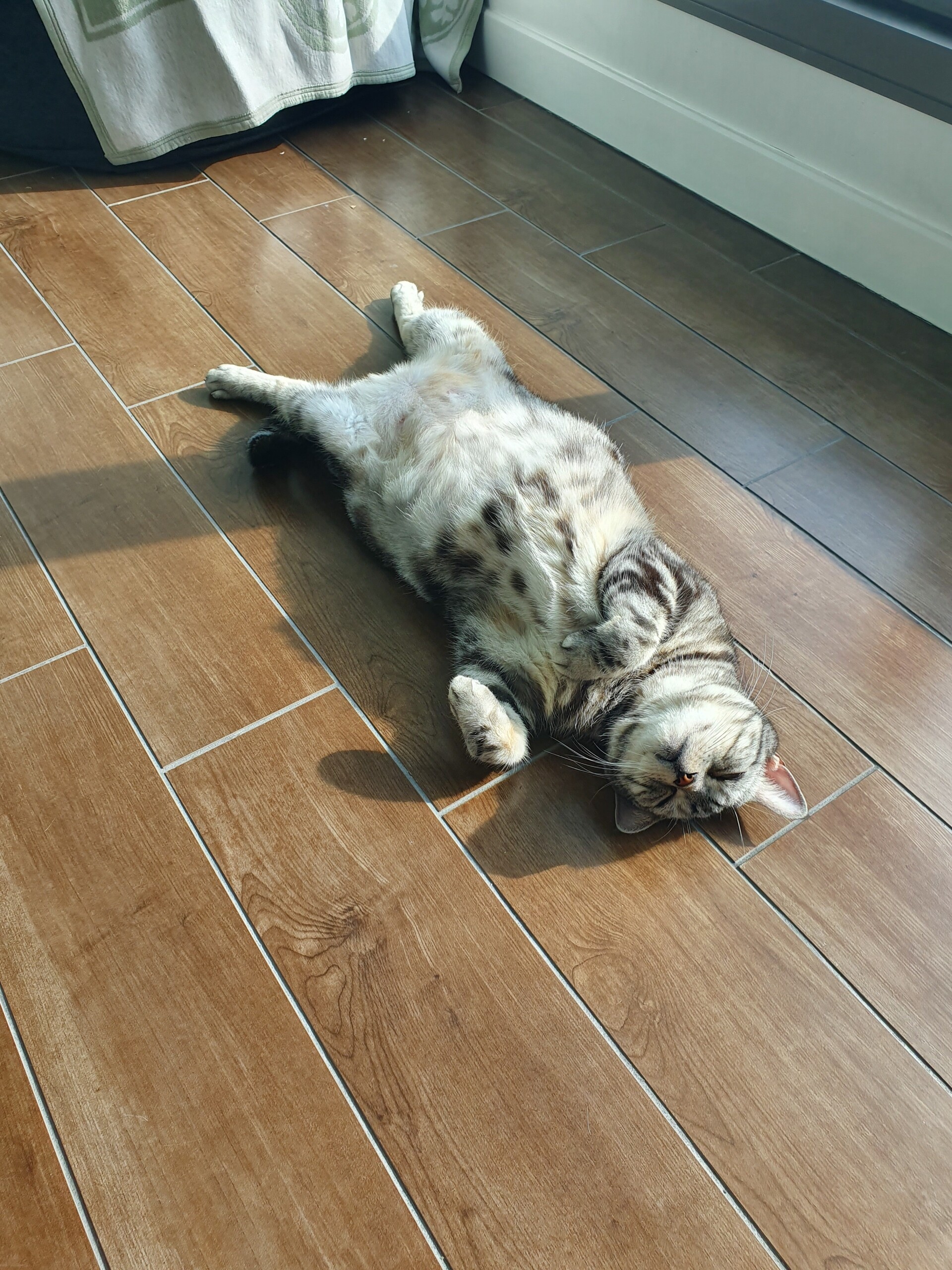 サンルームにマットレスを置いたら快適すぎた。 : ねころぐ ～にゃん 