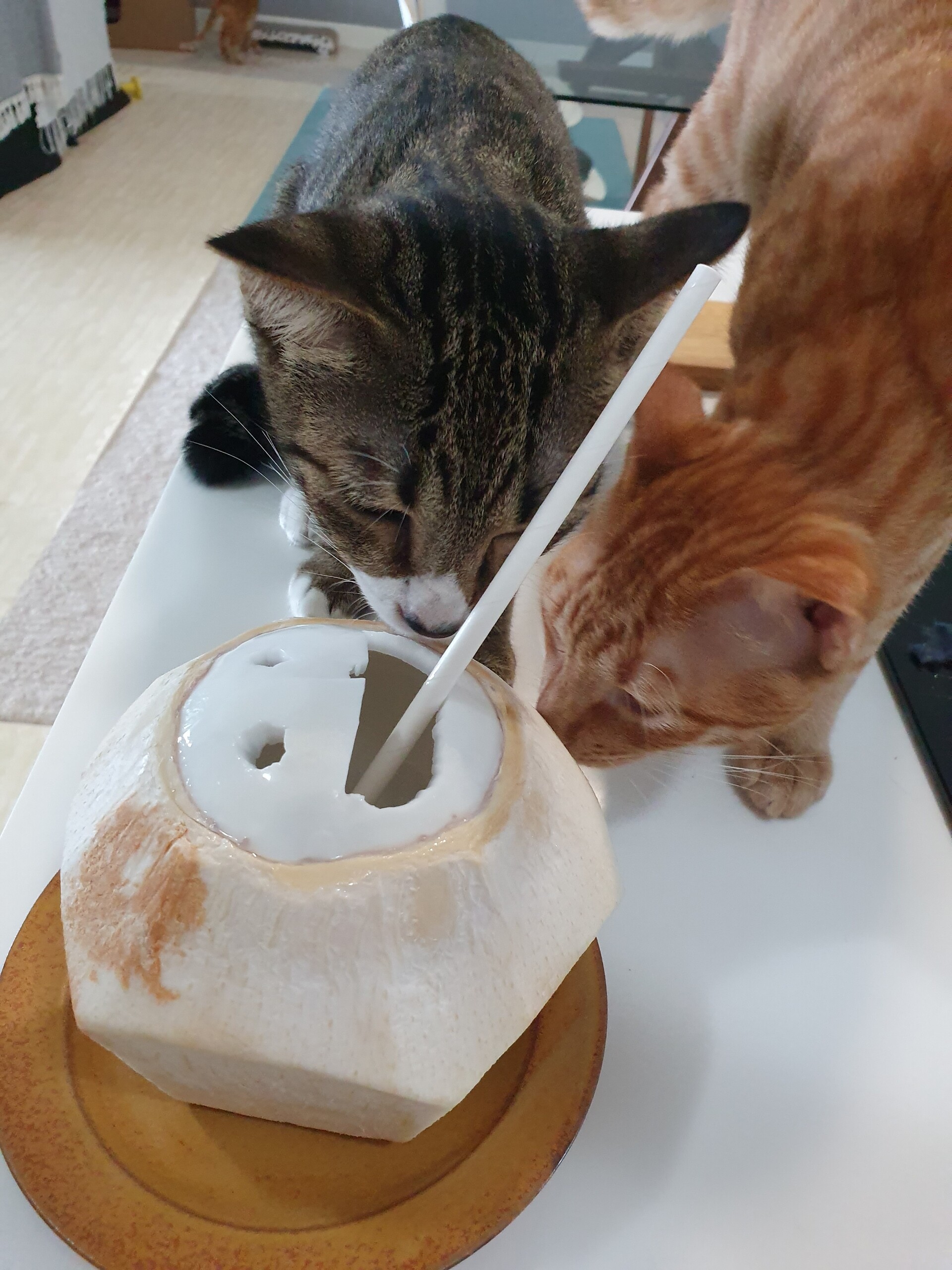 猫と、フレッシュココナッツ : ねころぐ ～にゃんごくLife @クアラルンプール～ Powered by ライブドアブログ