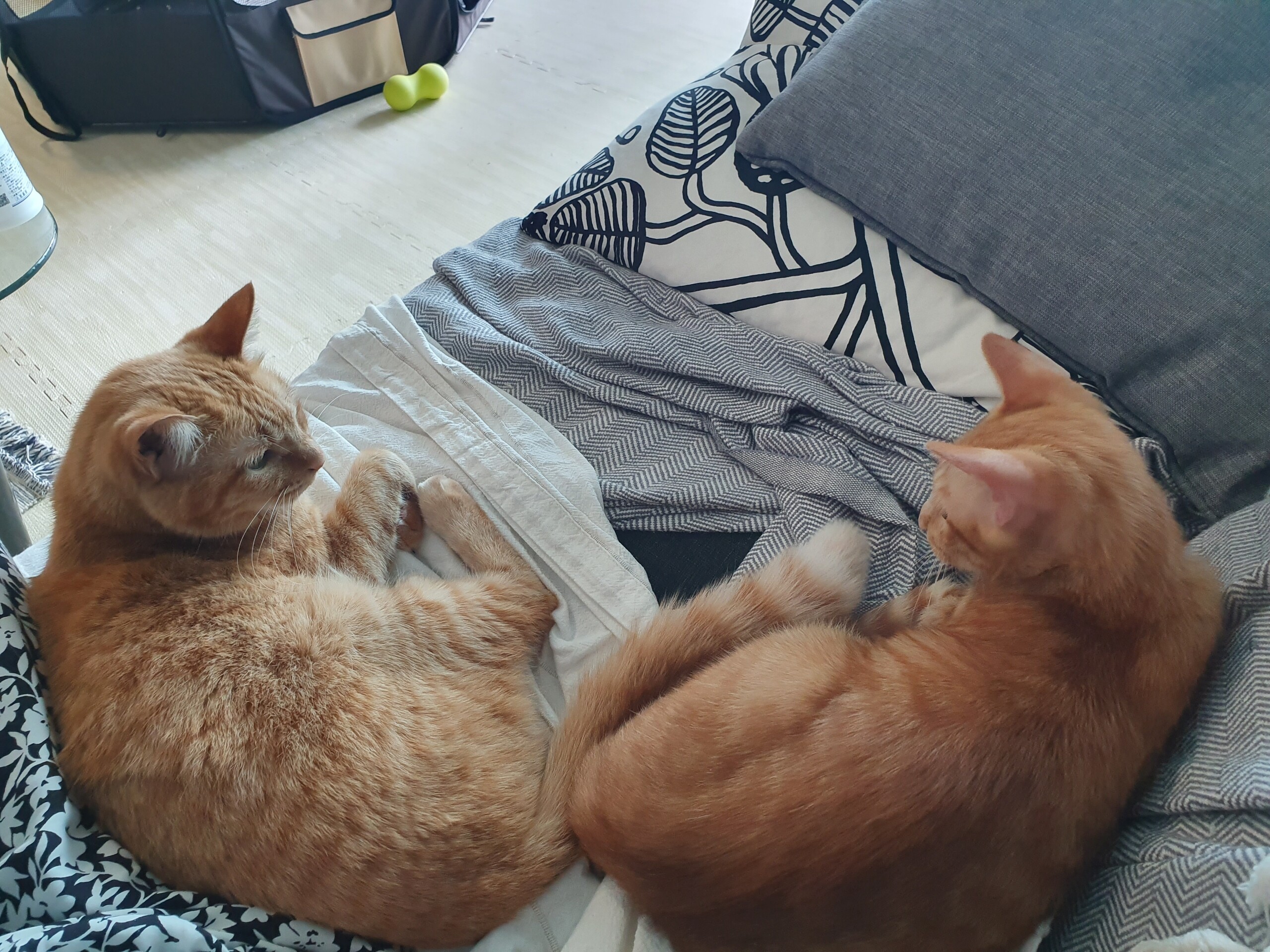 シータさんはキジトラに厳しく 茶トラに甘い ねころぐ にゃんごくlife クアラルンプール Powered By ライブドアブログ