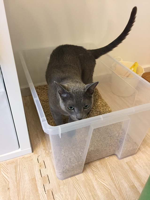 Ikeaの収納ボックスを猫トイレにしてみた ねころぐ にゃんごくlife クアラルンプール Powered By ライブドアブログ