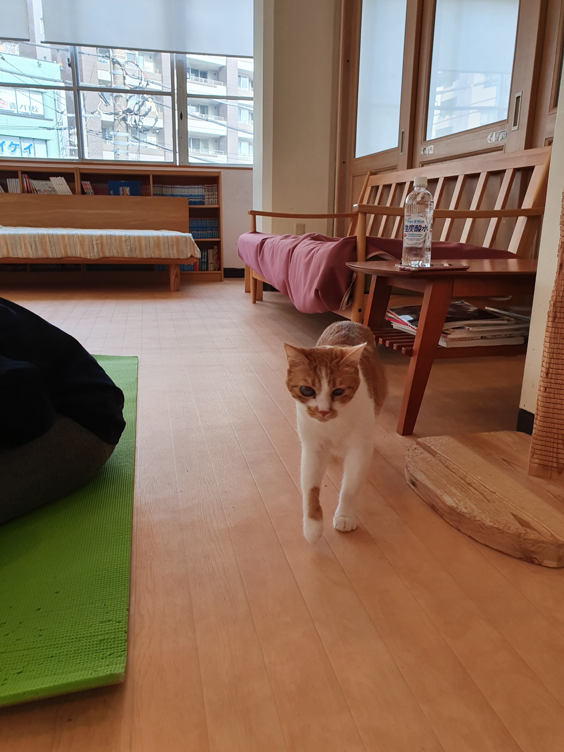 念願の猫ヨガに行ってきた 保護猫カフェ 猫式 ねころぐ にゃんごくlife クアラルンプール Powered By ライブドアブログ