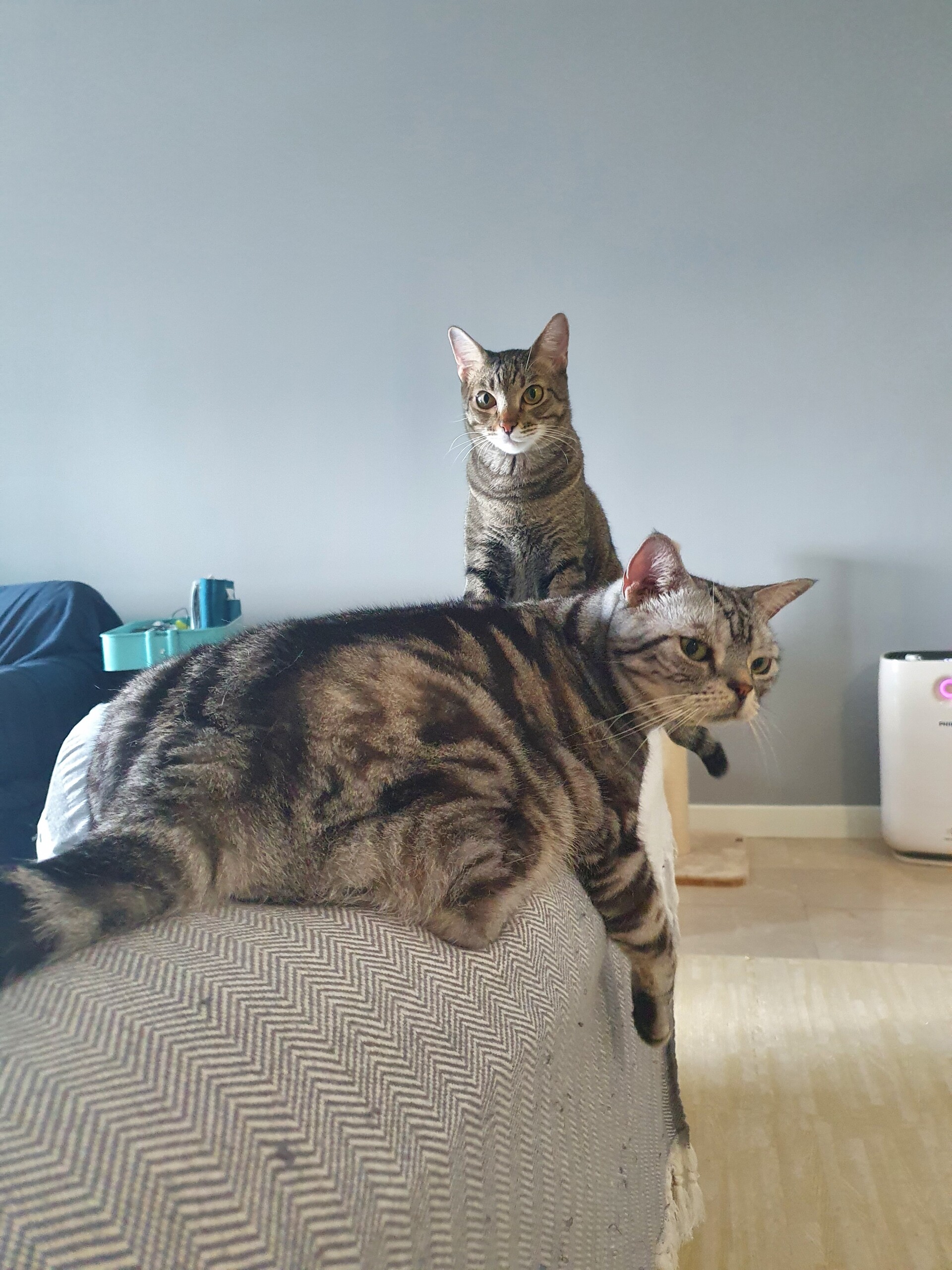 謎の血尿からの、みんにゃ元気です。 : ねころぐ ~にゃんごくLife