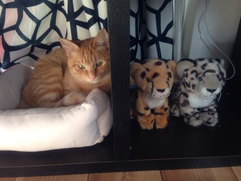 {A5595050-30D6-4148-B081-528EB3F36B1A:01}