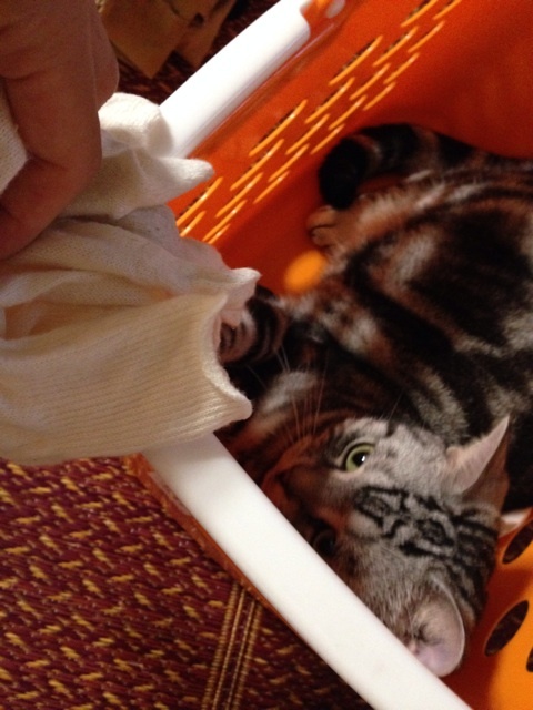 {FF5ABF5E-DF34-4613-84EE-0AC5FAD7273A:01}