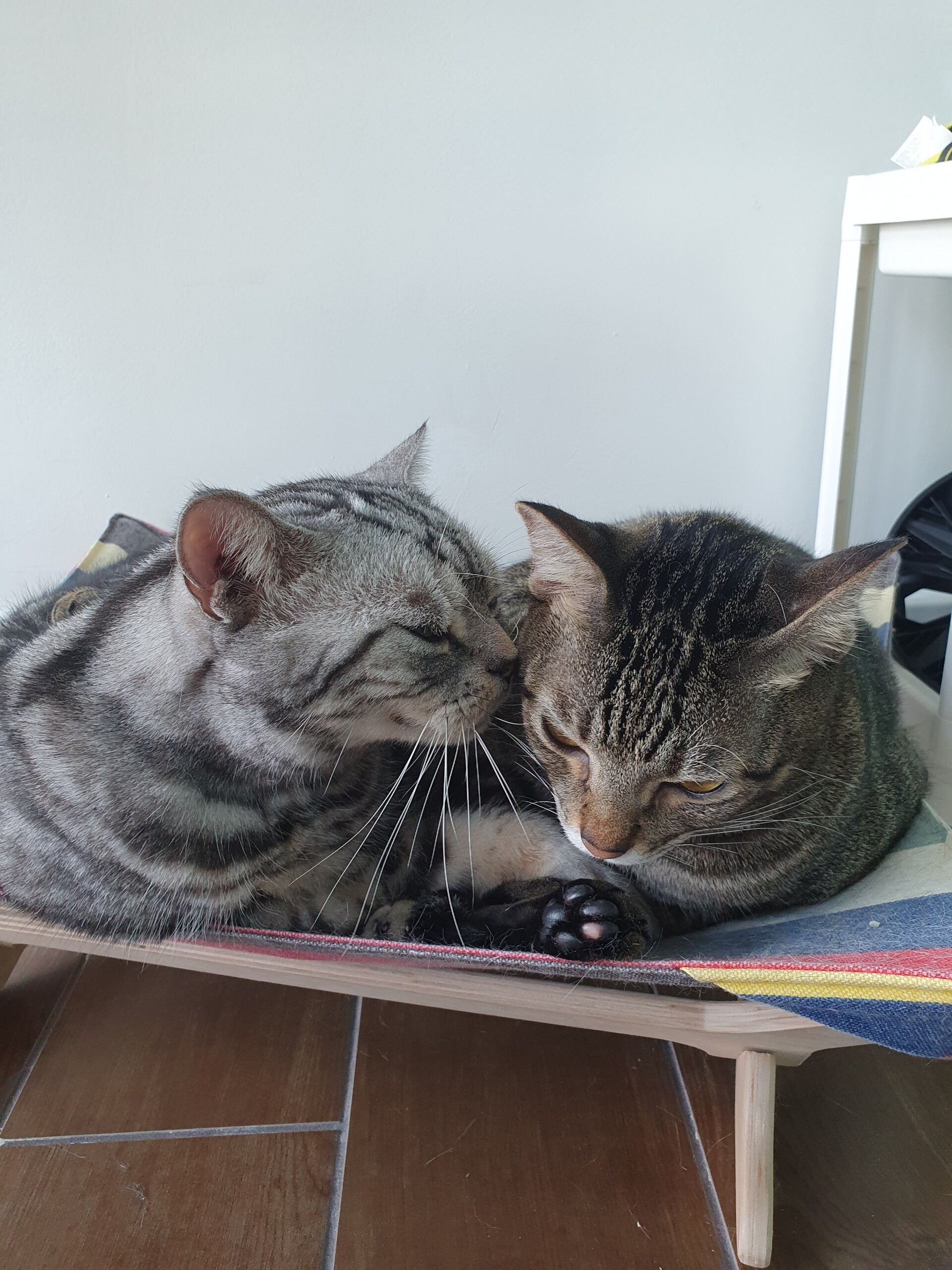 相互毛づくろいでわかる 猫の力関係 ねころぐ にゃんごくlife クアラルンプール Powered By ライブドアブログ