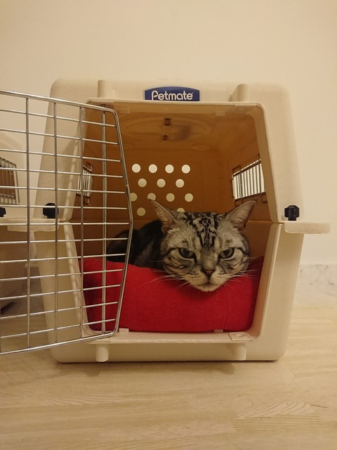 [画像:fae17b31-s.jpg]