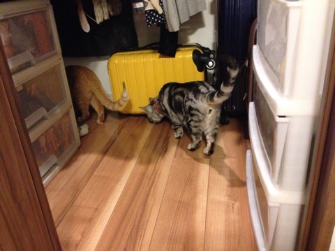 {7E5E3ED9-E340-4A0E-9694-62911F7C7AF2:01}