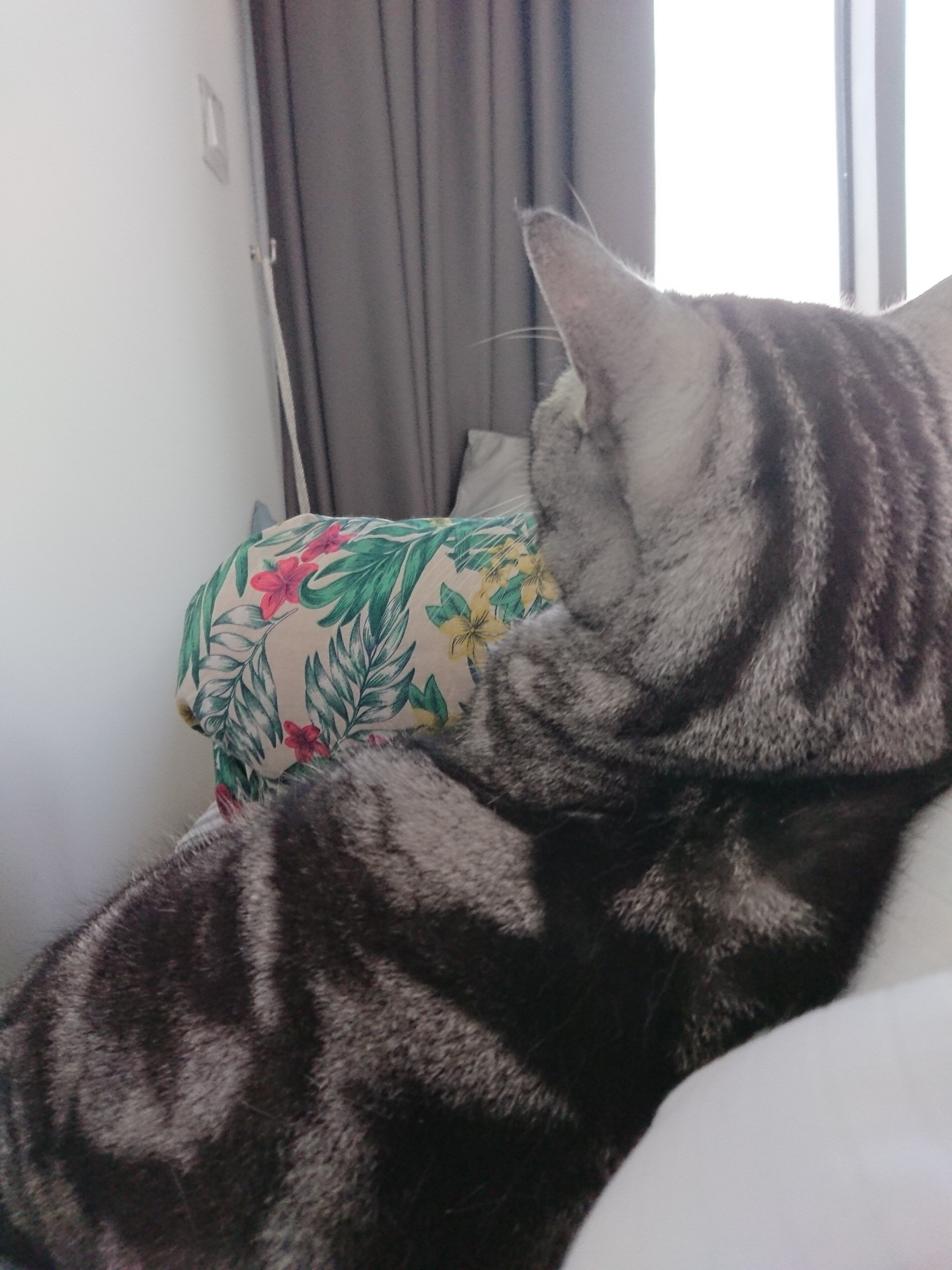 お腹の上でごろにゃんなスーパーかわいいぱずたん ねころぐ にゃんごくlife クアラルンプール Powered By ライブドアブログ お腹の上でごろにゃんなスーパーかわいいぱずたん ねころぐ にゃんごくlife クアラルンプール Powered By ライブドアブログ