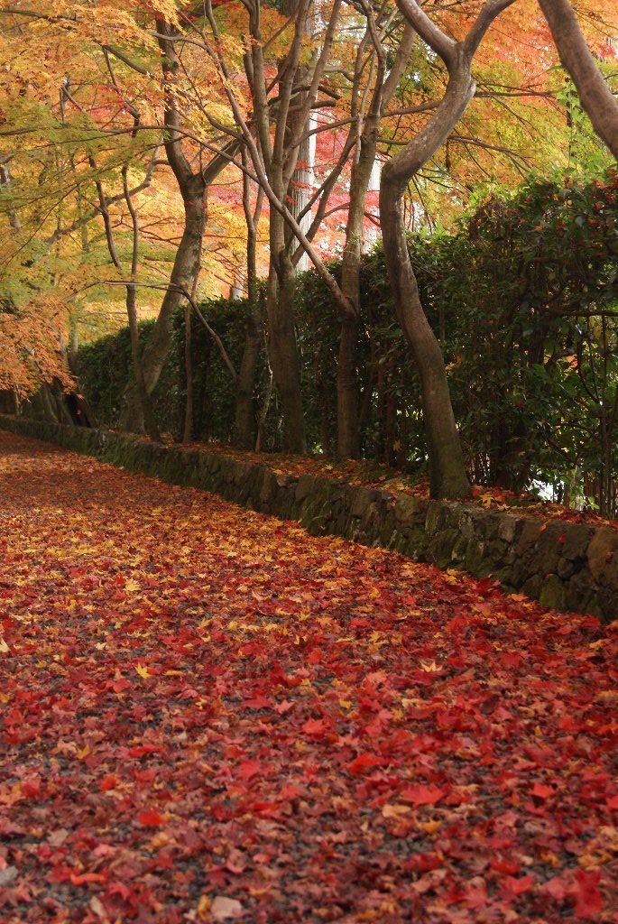 光 光明寺 長岡京市 長岡天神 紅葉巡り おすすめ旅行記 47都道府県完全制覇