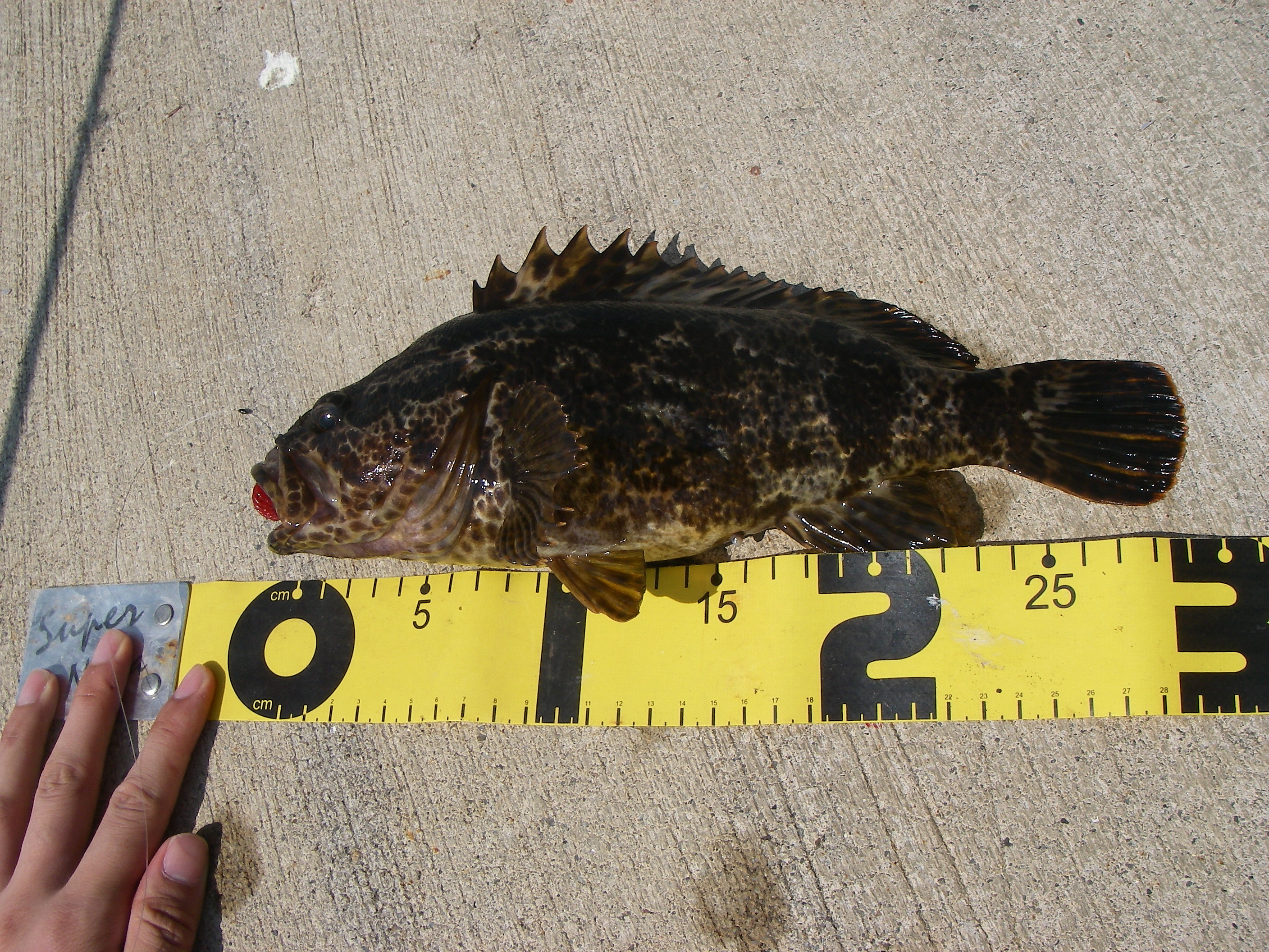 タケノコデイゲーム 予想以上に 突っ走り釣行記