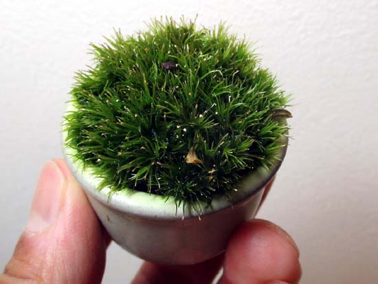 苔盆栽の剪定 苔玉こけっぴの緑花星